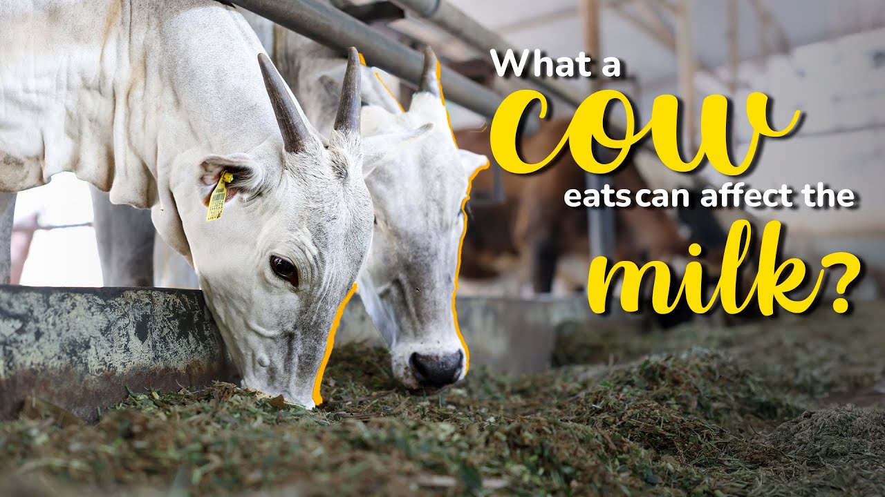 How a cow’s fodder impacts its quality of milk | Akshayakalpa organic ...