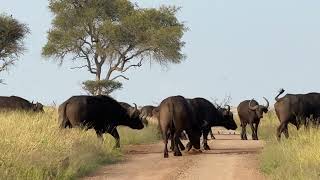 Buffalo Migration