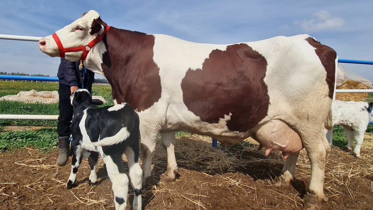 راسي ضرني بجمال 8بقرات كايحلبو 40لتر فضيعة هشام ففاس 2025/02/27