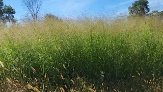 Switchgrass Update 2020