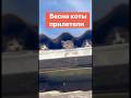 Скрытые камеры #юмор #веселыекоты