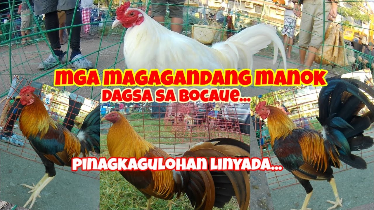 pet market ,bocaue bulacan...