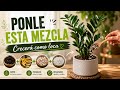 ¿Zamioculca estancada? Ponle esto y mira lo que pasa. Explotan con nuevos brotes 🌱