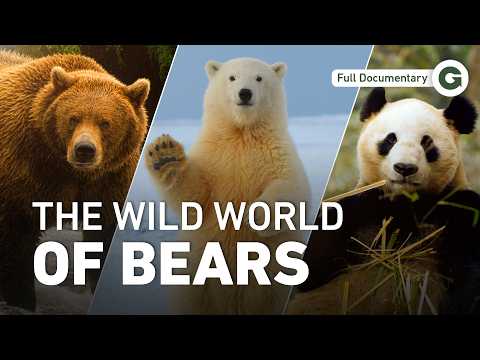 Meet All 8 Bear Species: From Polar Bears to Sun Bears | Full Documentary