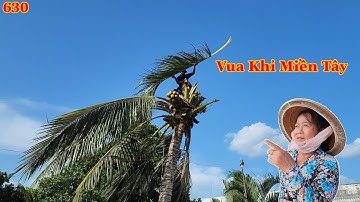Cưa cây Dừa như thế nào mà chủ nhà phải đợi Vua Khỉ Miền Tây mới cho cưa . Cutting coconut tree .