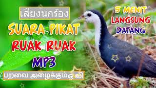 Thai crackling sound - The alluring sound of ruak ruak mp3 long duration #ruakruak