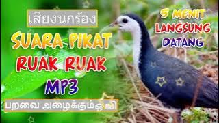 เสียงนกร้องยาวๆ - Suara ruak ruak thailand - Suara pikat ruak ruak mp3 durasi panjang #ruakruak