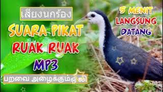 Thai crackling sound - The alluring sound of ruak ruak mp3 long duration #ruakruak