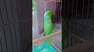 My talking parrot mito word and car voice #parrotsinging #talkingparrot #cute #mitthu 27/9/24