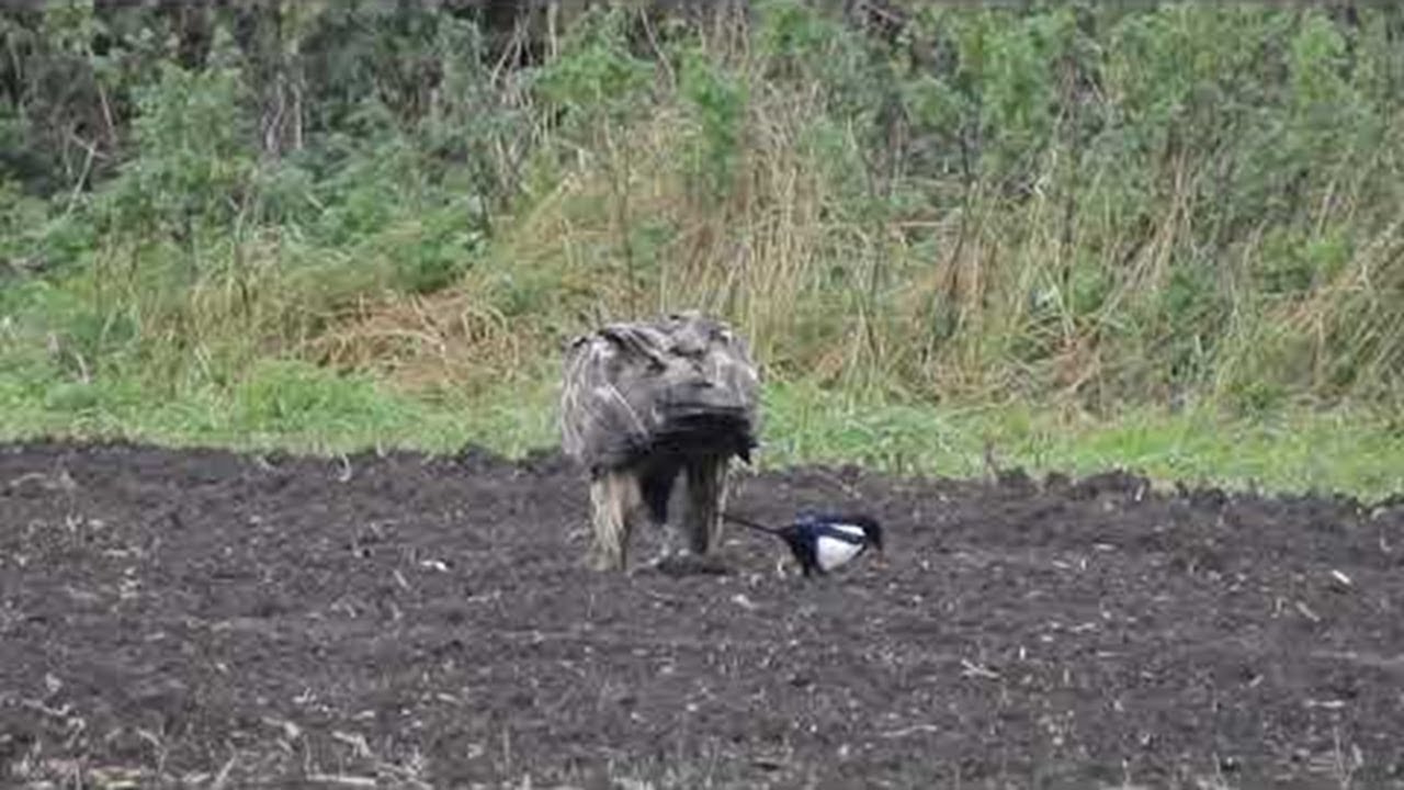 Fearless Magpie Pesters Hungry Bearded Vulture || ViralHog 