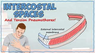 The Intercostal Space