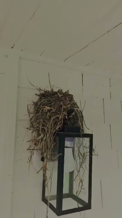 bird-nest-on-porch-light-youtube