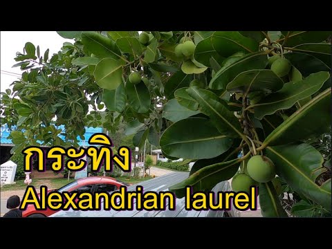 วีดีโอ: ข้อมูลต้น Alder ที่มีจุด - เคล็ดลับในการปลูกต้น Alder ที่มีจุดด่างในภูมิประเทศ