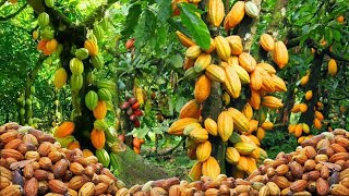 AMAZING COCOA FRUIT HARVESTING  COCOA BEAN PRODUCTION | HOW TO MAKE CHOCOLATE