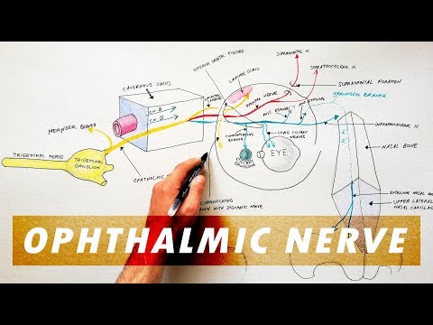 ट्राइजेमिनल नर्व एनाटॉमी - द ऑप्थाल्मिक नर्व