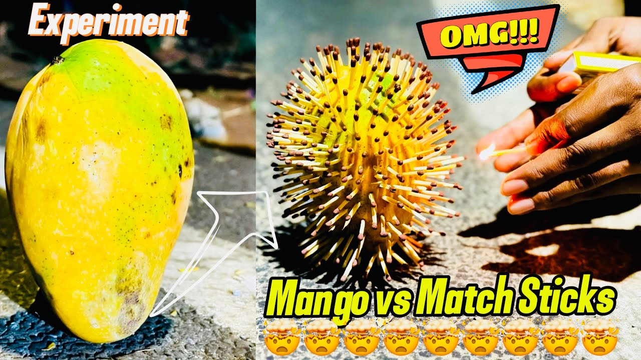 EXPERIMENTS:Giant Mango Fire From Match Box Sticks With Knife,Mango vs Match Sticks in big underroad