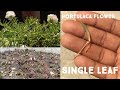 #mossrose #singleleaf #portulaca #potrose How to grow portulaca flowers from single leaf 100? root