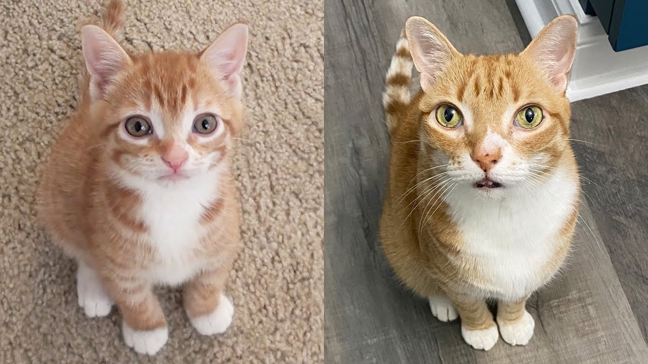 Cat 10 Years CANCER FREE! + Marmalade's Funniest moments 🧡