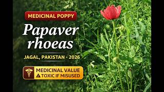 Poppy Papaver Rhoeas Flower, Capsule & Leaves Explained Jagal Field Study
