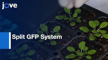 Split GFP System: Visualizing Effectors Delivered From Bacteria During Infection l Protocol Preview