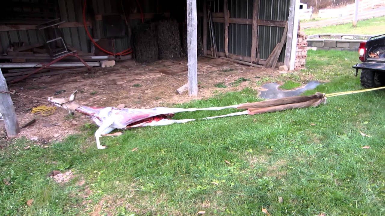 Quick Deer skinning YouTube