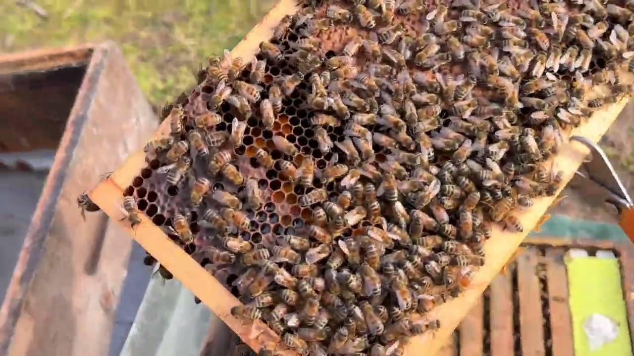 Iernare cu Hrănitor uluc Zeus 7 litri drept diafragma