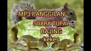 SUARA TUPAI/BAJING/KEKES #tupai  #tupaikelapa #tupaiterbang