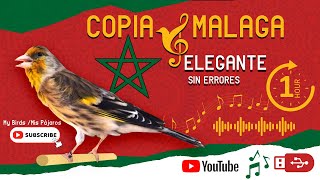 Copia Malaga elegante Limpio para memorización y estimular los niños pájaros Jilguero y mixto 1h