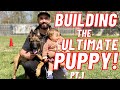MUST WATCH!! ULTIMATE PUPPY TRAINING Pt.1!! BELGIAN MALINOIS // ANDY KRUEGER