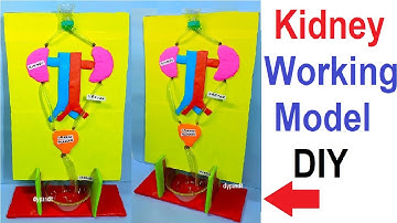 kidney working model science exhibition project - diy -  urinary system using cardboard | DIY pandit