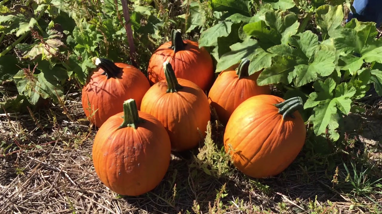 2020 Pumpkin Variety Trial - Medium Jack-O'-Lanterns 