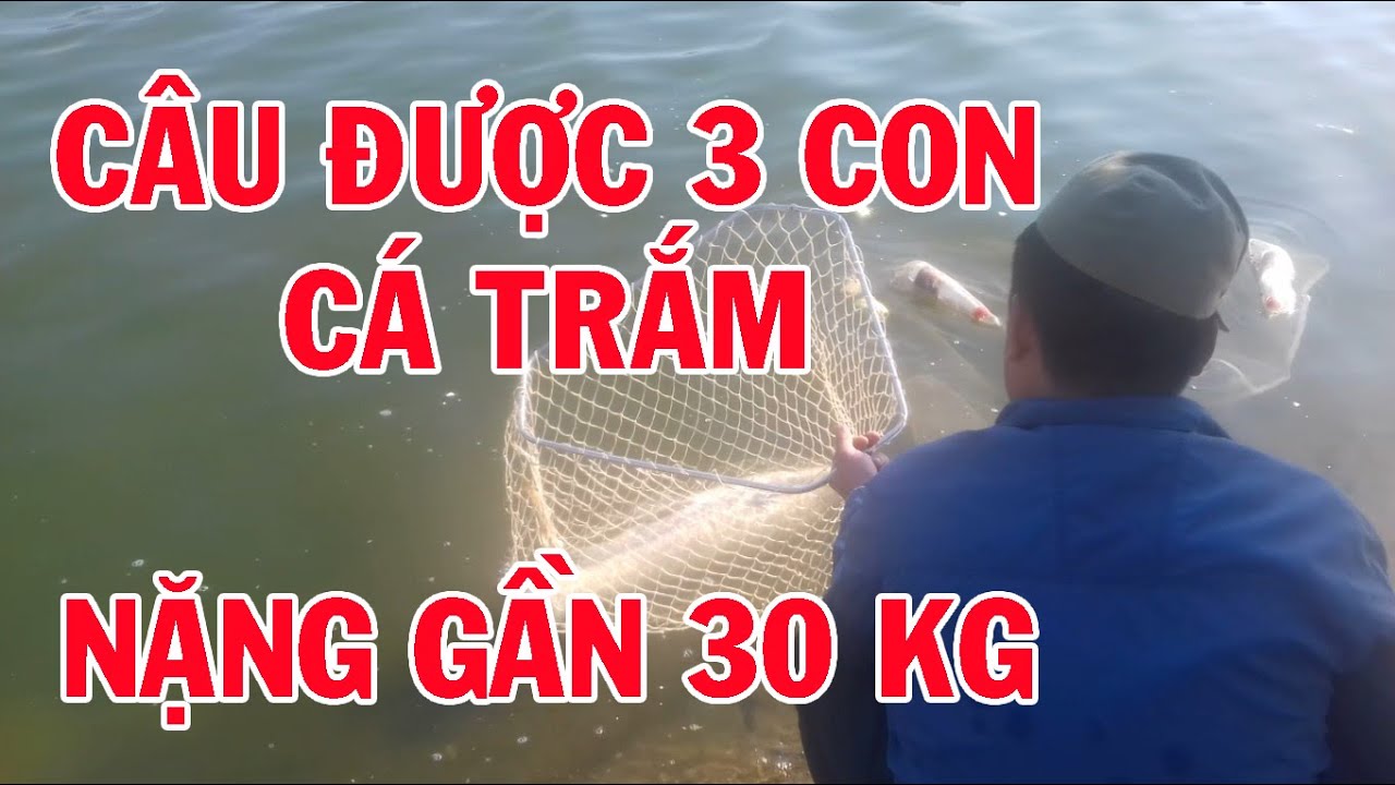 Đi câu cá được 3 con cá trắm nặng gần 30kg trong 2 giờ giữa trung tâm ...