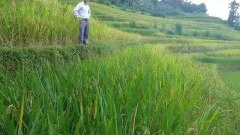 Vùi Nam Vlog / hát nùng mẹ bỏ con đi lấy chồng khác( mặt xấu quá nên giấu mặt)