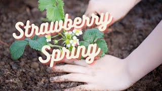 Friday on the Farm - Planting Strawberries in Raised Beds!  #shedwarsglobalgardeninghomesteading