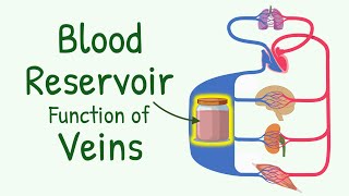 Blood Reservoir Function of the Veins