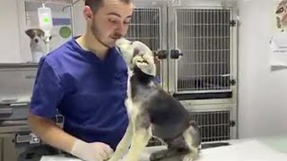 He Ran Away From The Owner After Suffering So Much Misfortune, He Sobbed After Being Helped