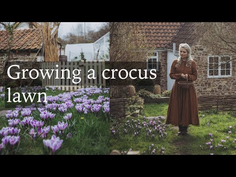 וִידֵאוֹ: No Blooms On Crocus - How To Get A Crocus To Bloom