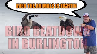 Canada Goose Beats Up Dirty Old Eagle in Burlington Bird Fight!