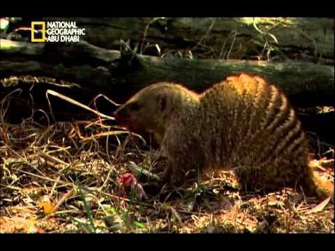 quel animal mange les serpents
