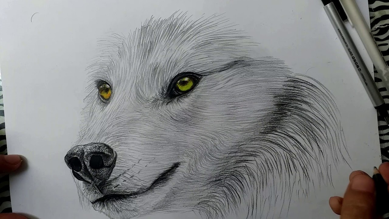 Lobo ( Dibujo realista a lapiz) | Wolf (Realistic pencil drawing) |HD -  thptnganamst.edu.vn