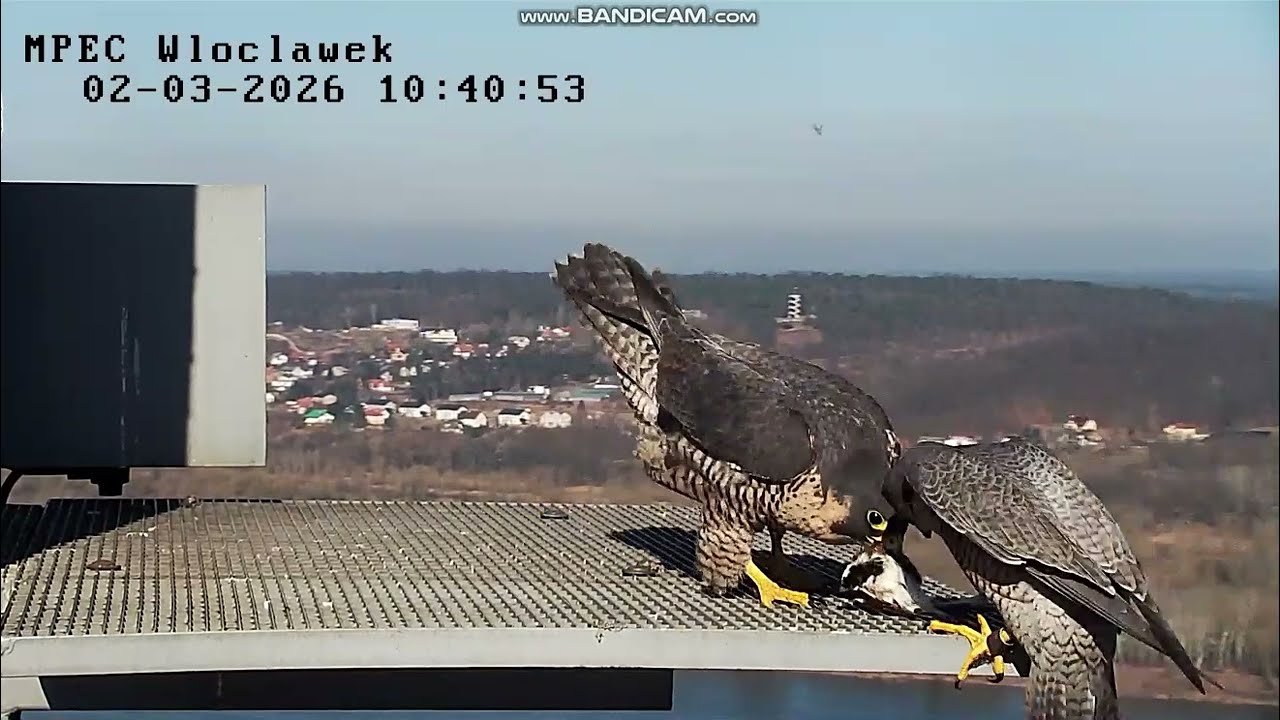 MPEC Włocławek PL -Delivery, Zazamka flies with it. Szkwał limps on left leg - 2026 03 02 10 40