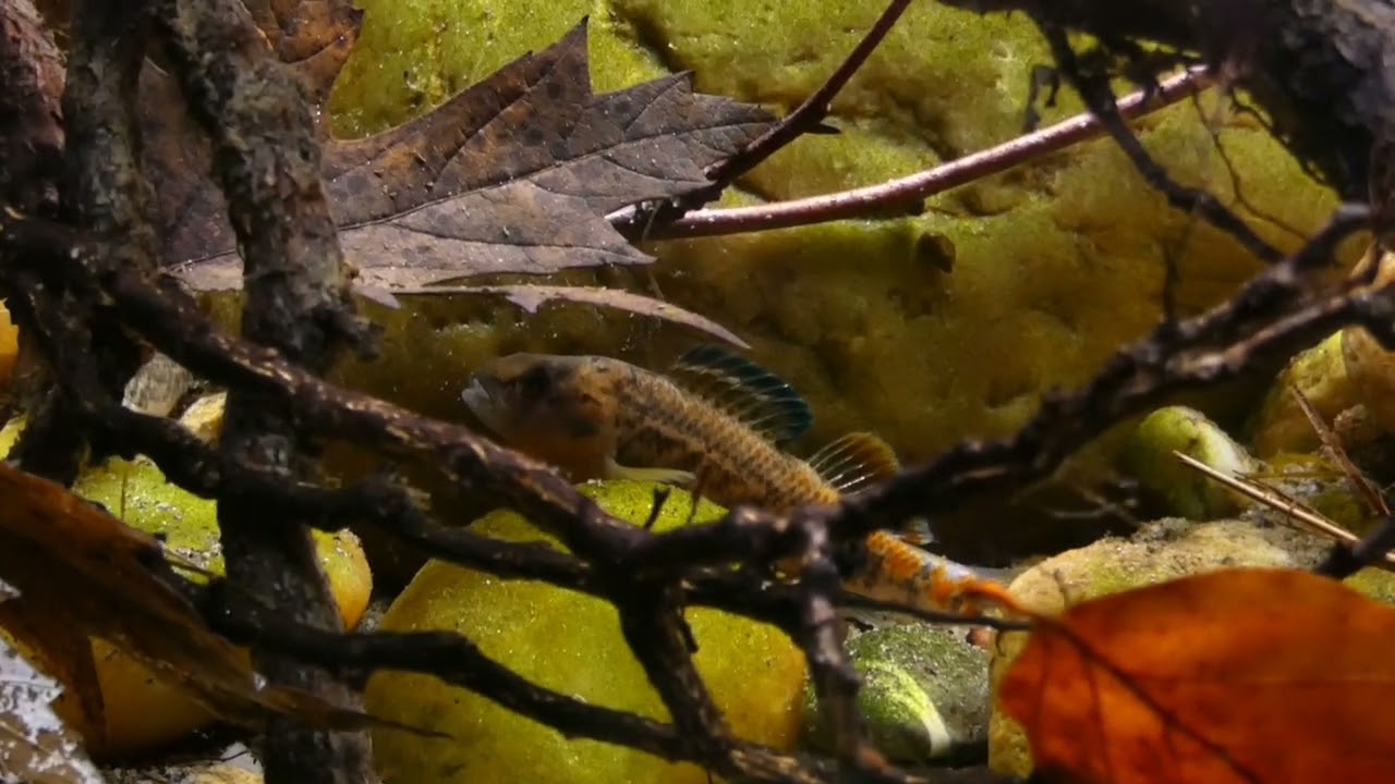 #BADC2022 / Fall in the Ozarks of Missouri, Osage River, USA, 90 L