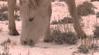 Introducing Cloud’s Lookalike Filly, Encore | Breyer Model Horses