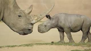 Cute & Curious 9-day-old Southern White Rhino Explores @sdzsafaripark