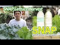Paano: SNAP Lettuce Harvest - Grow your own vegetables - Easy DIY