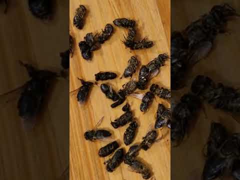 Varroa i Vurus Zakržljalog Krilca.