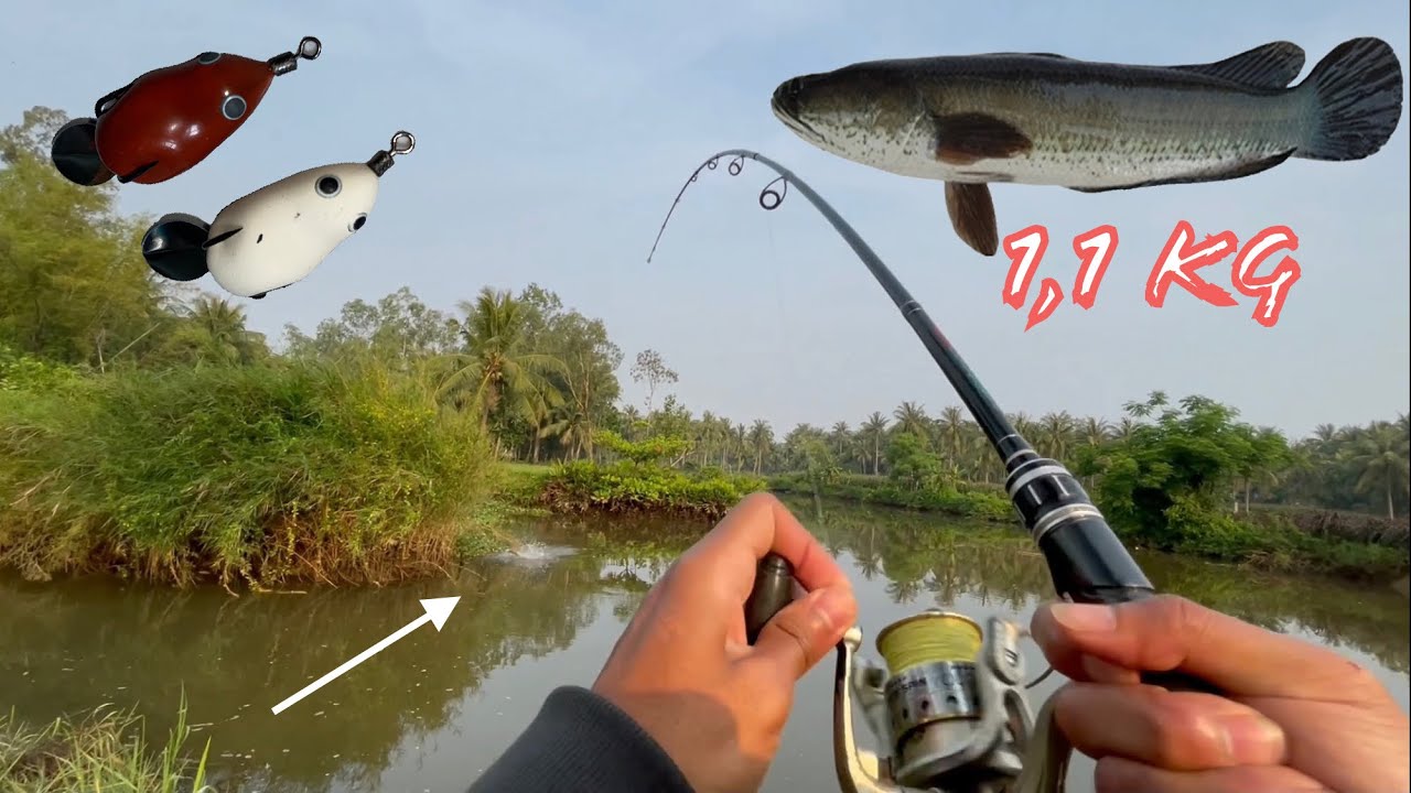 Câu lure cá lóc sông, đụng ổ cá lóc khủng 1,1 kg,... - youtube