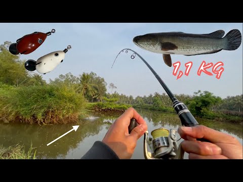 Video Câu lure cá lóc sông, đụng ổ cá lóc khủng 1,1 kg,... - youtube