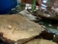 Обогащение среды обитания у черепах в Лензоо