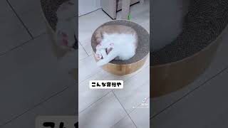 見に来てね！shorts スコティッシュフォールド折れ耳 子猫